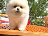 Basık Surat 0.5 Burun Ödül Adayı Safkan Boo Pomeranian