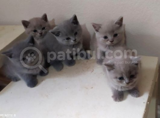 British Shorthair