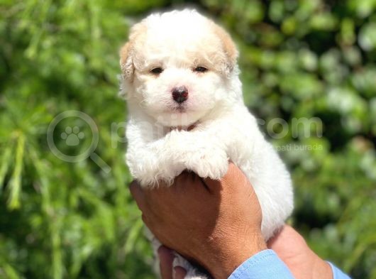 Sevimli Maltipoo