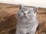 Orijinal Ev Yavruları Anne Altından