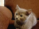 2 Aylık British Shorthair (2 Yavru)