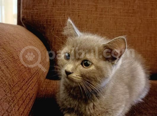2 Aylık British Shorthair (2 Yavru) görsel
