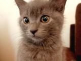 2 Aylık British Shorthair (2 Yavru)