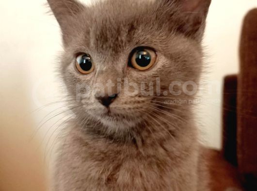 2 Aylık British Shorthair (2 Yavru) görsel