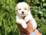 Sevimli Maltipoo