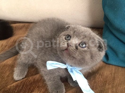 Orijinal Ev Yavruları Anne Altından görsel