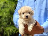 Maltese Terrier Dişi Ve Erkek