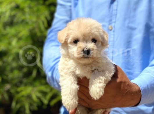 Maltese Terrier Dişi Ve Erkek görsel