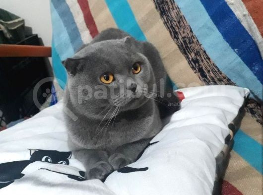 1.5 Yaşında Scottish Fold görsel