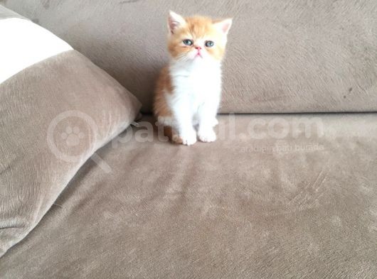 Sıfır Burunlu Boncuk Exoti̇cler görsel