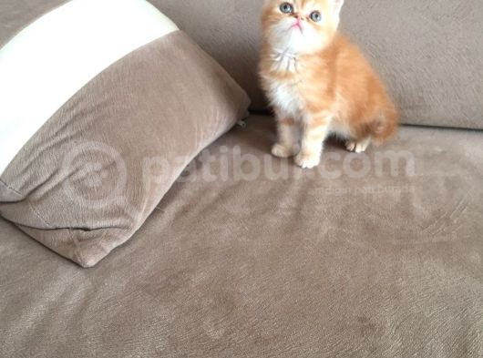 Sıfır Burunlu Boncuk Exoti̇cler görsel