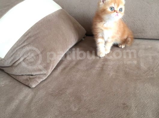 Sıfır Burunlu Boncuk Exoti̇cler görsel