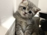 Blue Golden Tabby Özel Eşleşme 1 Fold 1 Straight