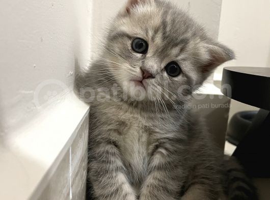 Blue Golden Tabby Özel Eşleşme 1 Fold 1 Straight görsel