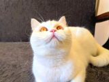 1 Yaşında Beyaz Safkan British Shorthair Dişi Kizimiz Paspas