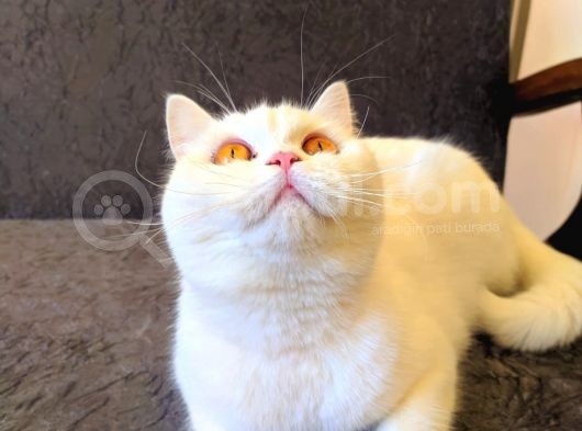 1 Yaşında Beyaz Safkan British Shorthair Dişi Kizimiz Paspas