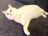 1 Yaşında Beyaz Safkan British Shorthair Dişi Kizimiz Paspas