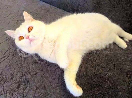 1 Yaşında Beyaz Safkan British Shorthair Dişi Kizimiz Paspas görsel