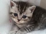 Nadir Renk Whiskas British Erkek Yavrumuz