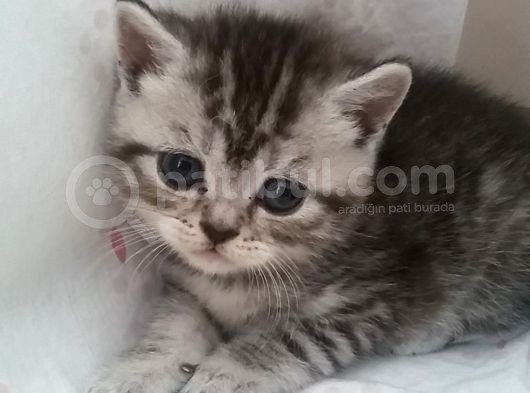 Nadir Renk Whiskas British Erkek Yavrumuz