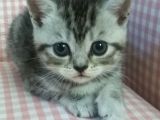 Nadir Renk Whiskas British Erkek Yavrumuz