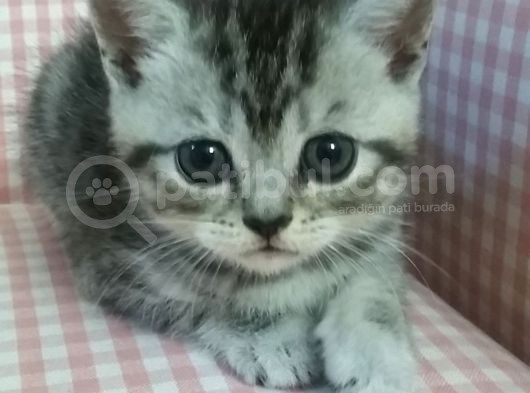Nadir Renk Whiskas British Erkek Yavrumuz görsel