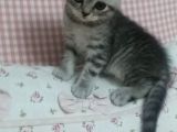 Nadir Renk Whiskas British Erkek Yavrumuz