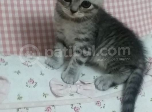 Nadir Renk Whiskas British Erkek Yavrumuz görsel