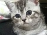 Nadir Renk Whiskas British Erkek Yavrumuz