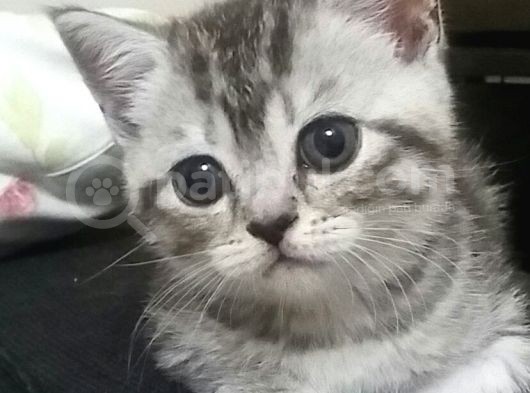 Nadir Renk Whiskas British Erkek Yavrumuz görsel