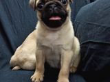 Şirin Pug Yavruları