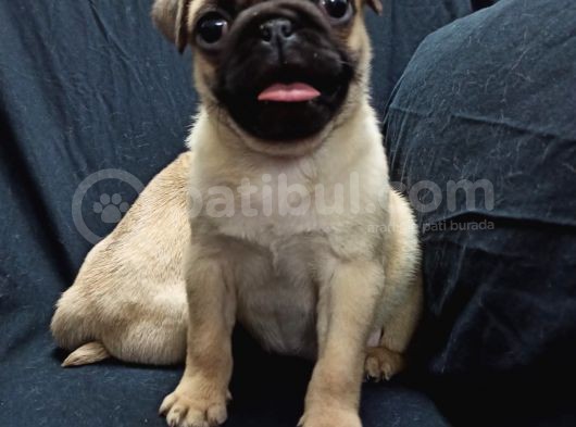 Şirin Pug Yavruları görsel