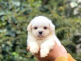 Anne Altından Maltese Terrier