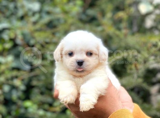 Anne Altından Maltese Terrier görsel