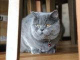 İstanbul İçi / British Shorthair Yavru