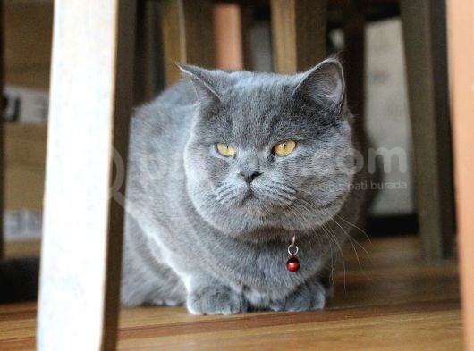 İstanbul İçi / British Shorthair Yavru görsel