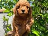 Anne Altından Poodle