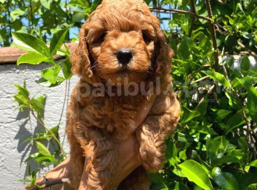 Anne Altından Poodle
