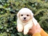 Anne Altından Maltese Terrier