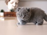 İstanbul İçi / British Shorthair Yavru