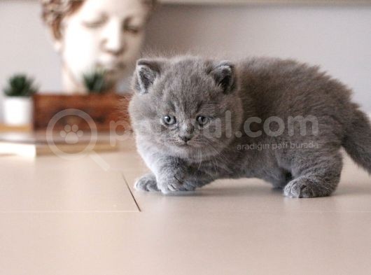 İstanbul İçi / British Shorthair Yavru görsel
