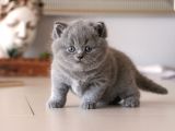 İstanbul İçi / British Shorthair Yavru