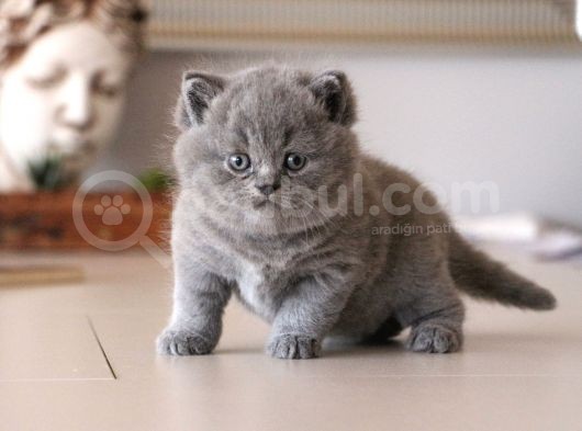 İstanbul İçi / British Shorthair Yavru