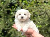 Yavru Maltipoo