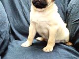 Şirin Pug Yavruları