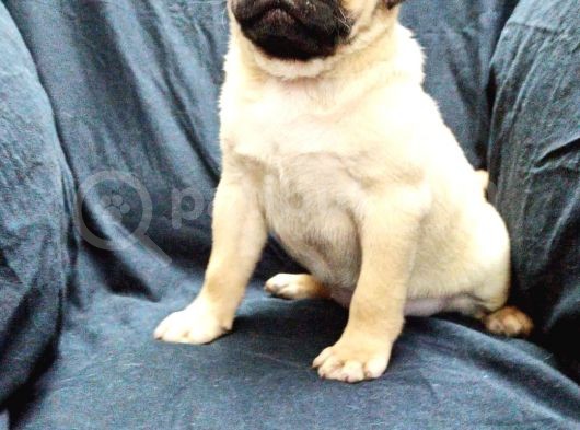 Şirin Pug Yavruları görsel