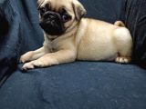 Şirin Pug Yavruları