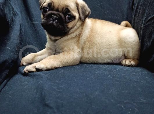 Şirin Pug Yavruları görsel