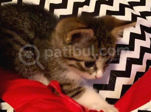2 Aylık Erkek Tekir Kedi görsel
