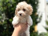 2.5 Aylık Erkek Malti̇poo Yavrumuz